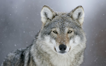 Картинка животные волки +койоты +шакалы снег взгляд хищник волк