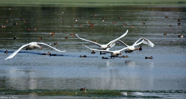 Обои картинки фото животные, лебеди, утки, летят, озеро