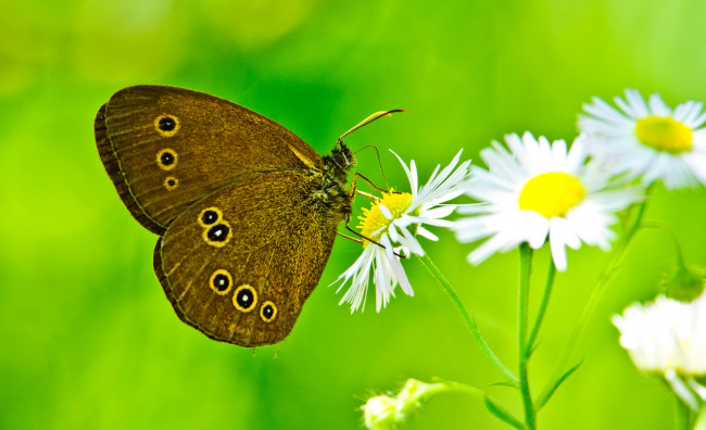 Обои картинки фото животные, бабочки,  мотыльки,  моли, цветы, крылья, мотылек, бабочка, лепестки
