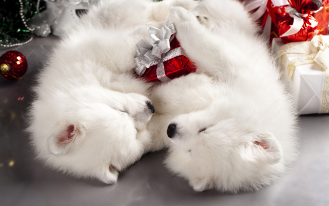 Обои картинки фото животные, собаки, мило, пол, праздник, спят, коробки, подарки, рождество, новый, год, самоед, пара, двое, щенки, два, белые