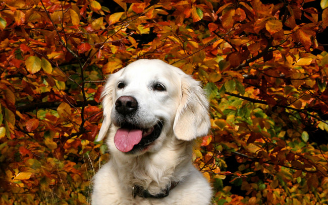 Обои картинки фото животные, собаки, ветки, осень, белый, ретривер, листья