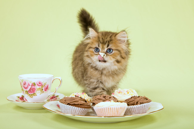 Обои картинки фото животные, коты, запачканный, язык, десерт, зеленый, чашка, кошки, фон, смешно, крем, пирожное, пушистый, нос, полосатый, серый, котенок