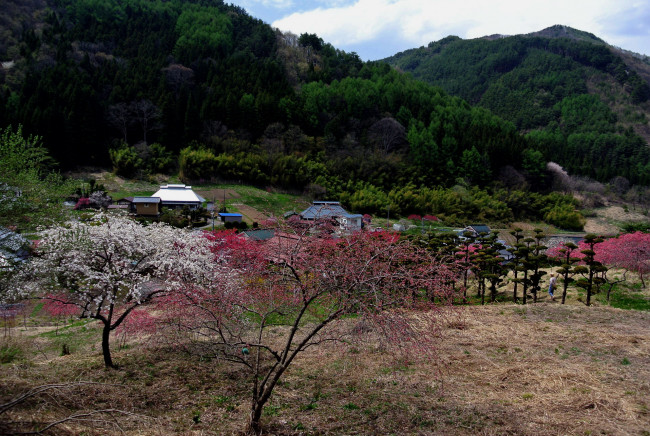 Обои картинки фото города, - пейзажи, Япония, горы, весна, деревья