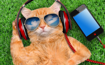 обоя юмор и приколы, grass, cat, glasses, smart, phone