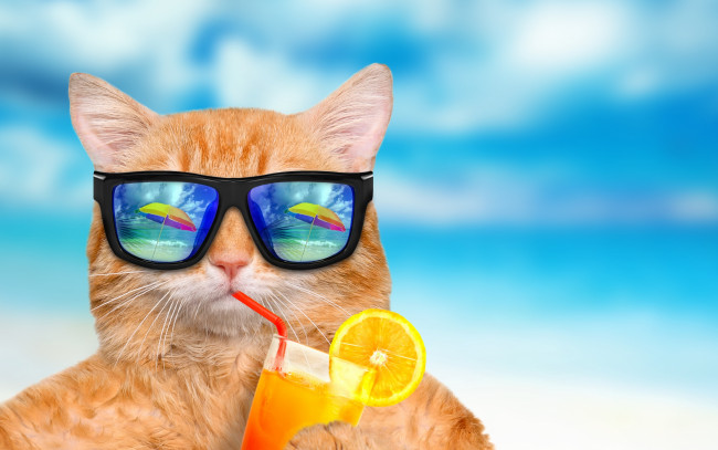 Обои картинки фото юмор и приколы, summer, cat