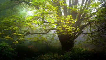 Картинка природа деревья туман дерево