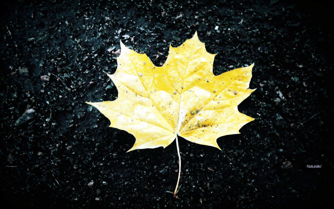 Обои картинки фото природа, листья, осень, лист, желтый, кленовый