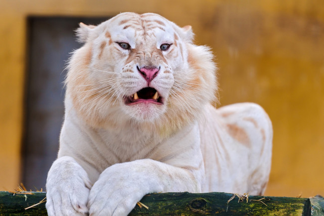 Обои картинки фото тигр альбинос, животные, тигры, тигр, альбинос, белый, аномалия, хищник, кошачьи, млекопитающие