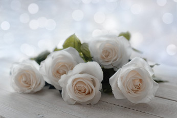 Картинка цветы розы доски букет белые светлый фон боке