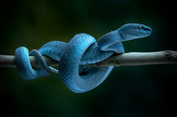 Картинка питон животные змеи +питоны +кобры темный фон змея ветка синяя голубая