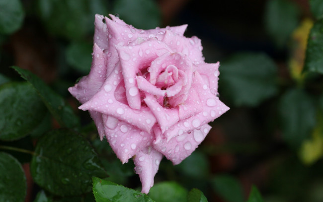 Обои картинки фото цветы, розы, розовая, роза, макро, капли