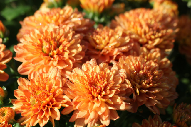 Обои картинки фото цветы, хризантемы, персиковые, макро