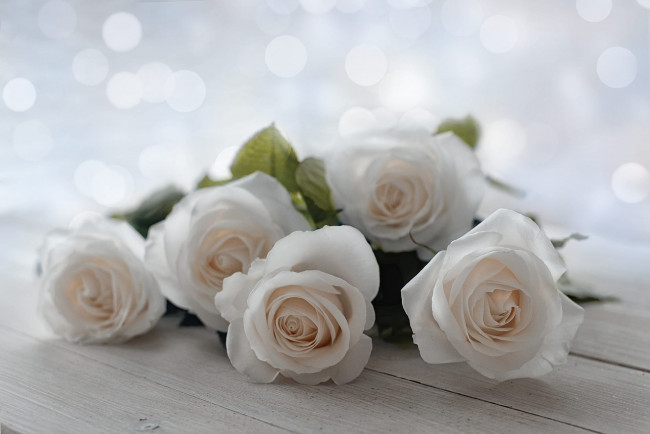 Обои картинки фото цветы, розы, доски, букет, белые, светлый, фон, боке