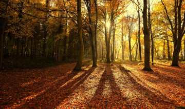 обоя природа, лес, листья, осень