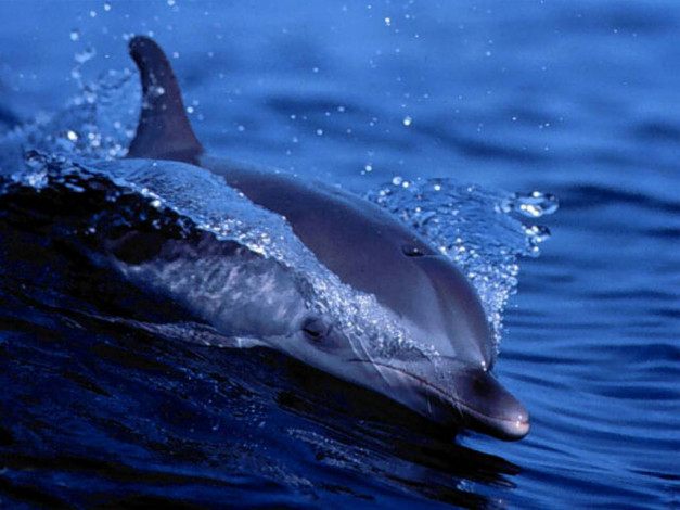 Обои картинки фото dolphin, животные, дельфины