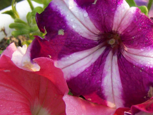 Картинка цветы петунии калибрахоа
