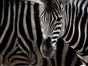 обоя зебра, животные, зебры, голова, полосы