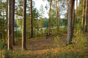 Картинка нижегородский край природа лес закат сосны