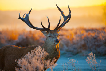 Картинка животные олени рога зима
