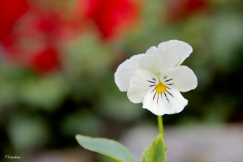 Картинка цветы анютины глазки садовые фиалки белый