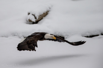 Картинка животные птицы хищники полет орлан снег