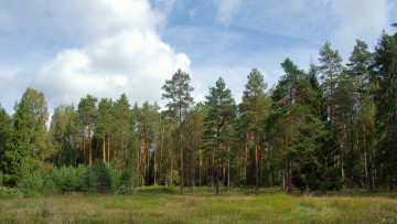 Картинка нижегородский край природа лес небо сосны