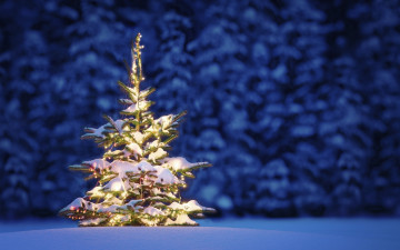 Картинка праздничные Ёлки огоньки снег гирлянда елка