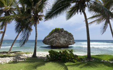 Картинка природа тропики пальмы камень море