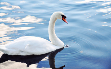 Картинка животные лебеди капли лебедь белая пруд вода