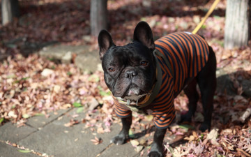 Картинка животные собаки bulldog ears french face cloth black god clothing street dog