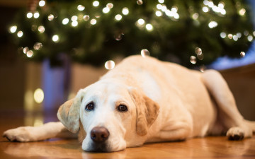 Картинка животные собаки собака друг дом праздник