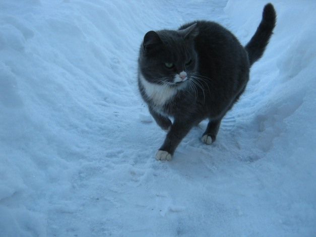 Обои картинки фото животные, коты, снег, зима, кошка