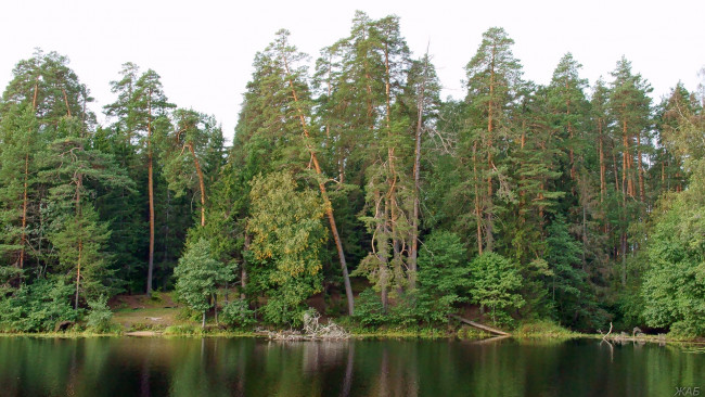 Обои картинки фото нижегородский, край, природа, лес, берег