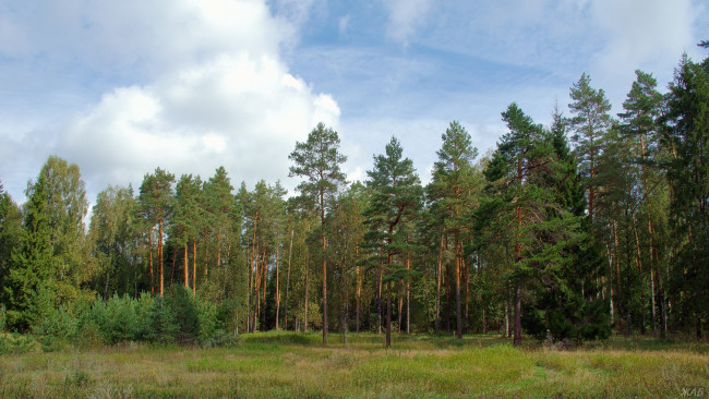 Обои картинки фото нижегородский, край, природа, лес, небо, сосны
