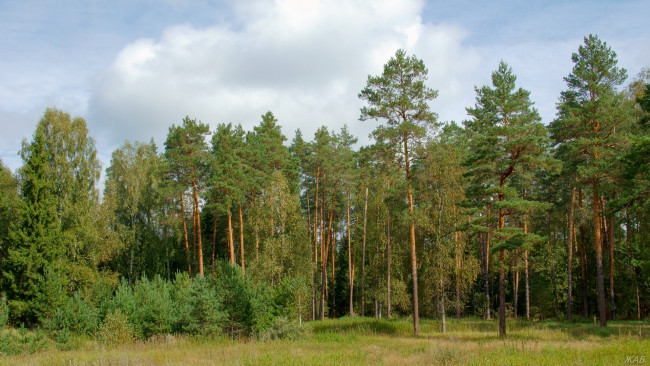 Обои картинки фото нижегородский, край, природа, лес, сосны, небо