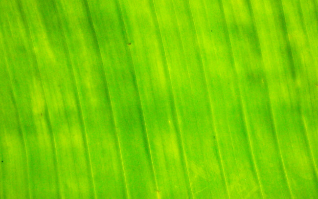 Обои картинки фото лист, банана, природа, листья, банан, прожилки
