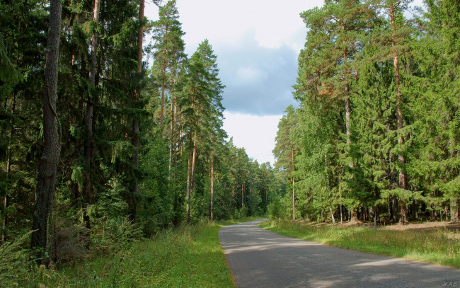 Обои картинки фото нижегородский, край, природа, дороги, лес, дорога