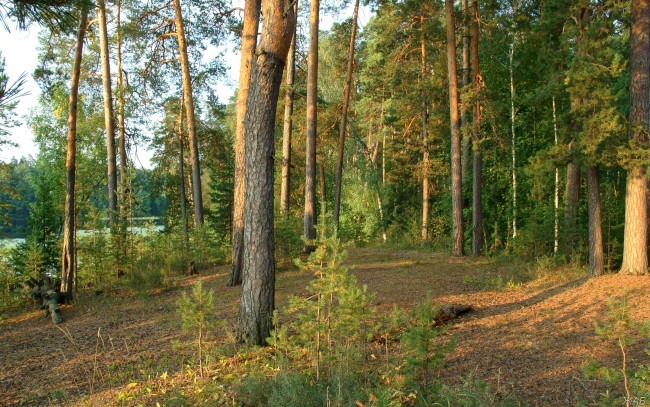 Обои картинки фото нижегородский, край, природа, лес, сосны, закат