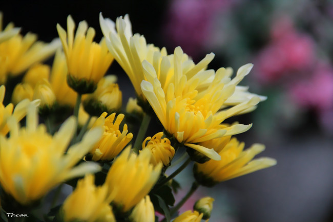 Обои картинки фото цветы, хризантемы, желтый