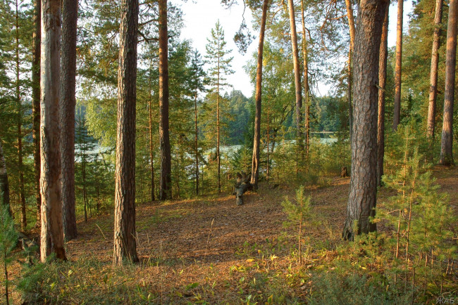 Обои картинки фото нижегородский, край, природа, лес, закат, сосны