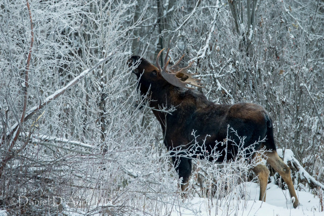 Обои картинки фото животные, лоси, снег, лес, рога