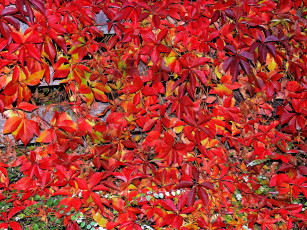 Картинка природа листья осень багрянец