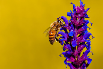 Картинка животные пчелы +осы +шмели пчела насекомое цветок растение