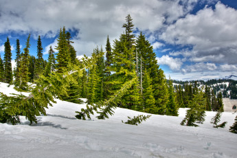 Картинка природа зима склон ели деревья снег облака лес небо