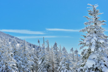 Картинка природа зима склон лес деревья снег