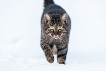 Картинка животные коты снег зима котяра кошак кот