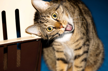 Картинка животные коты гримаса взгляд котяра кошак кот