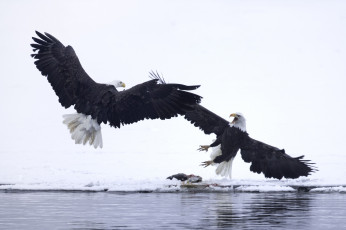 Картинка животные птицы+-+хищники снег клюв крылья птицы белоголовый орлан зима вода