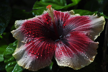 Картинка цветы гибискусы капли роса лепестки цветок вода