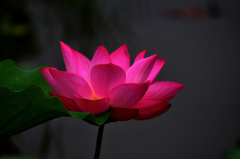 Картинка lotus цветы лилии+водяные +нимфеи +кувшинки лотос